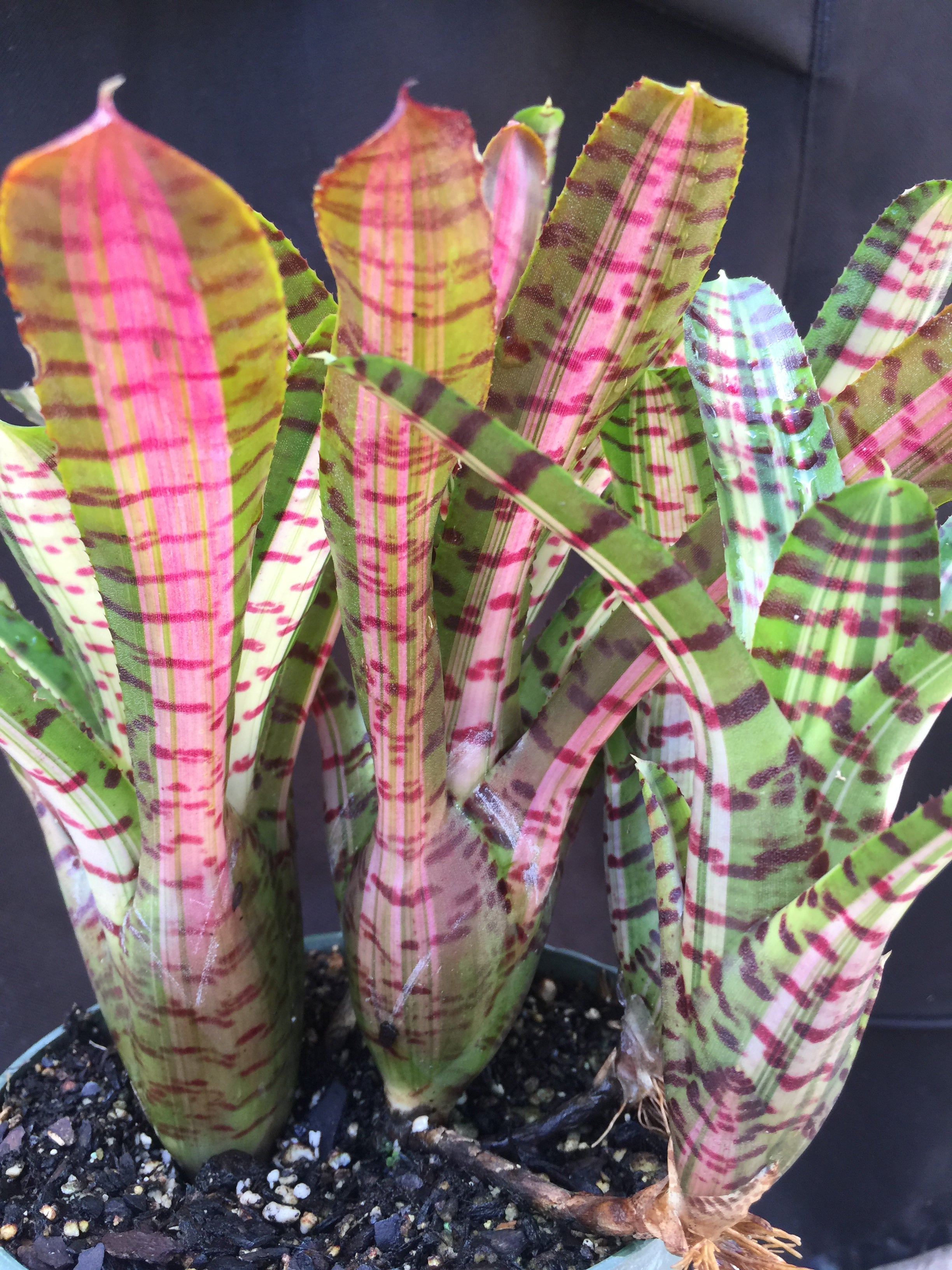 Neoregelia Palmares “Skotak”