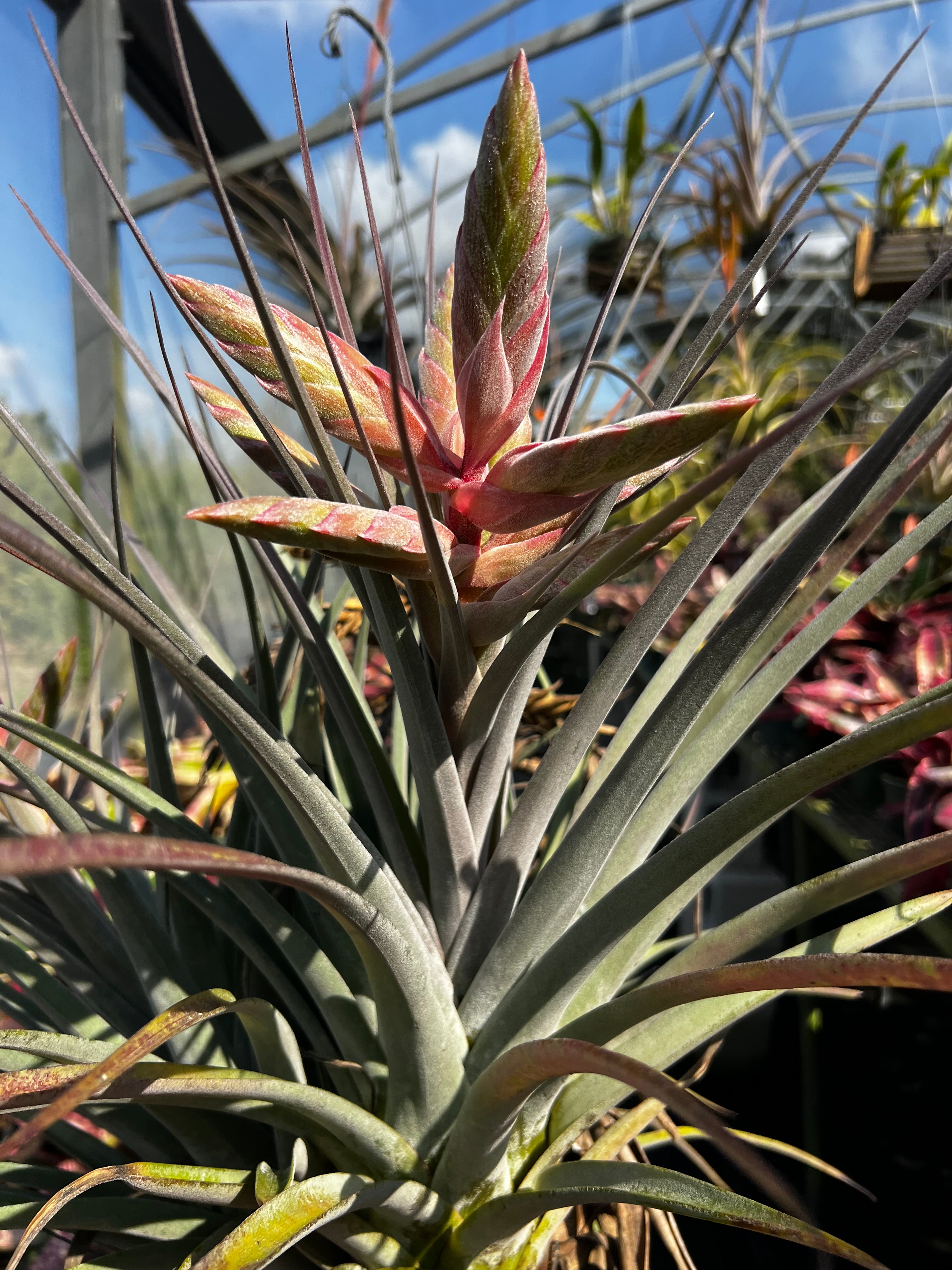 Tillandsia Owls Nest