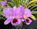 Cattleya Percivaliana “Tiago” LARGE DIVISIONS