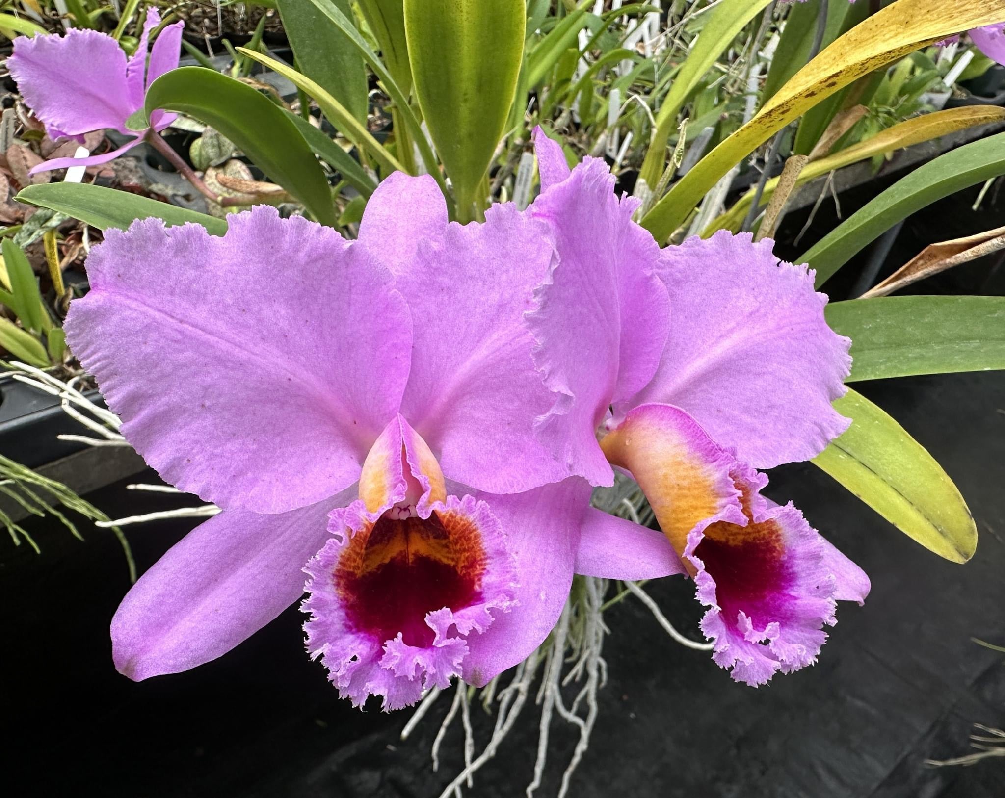 Cattleya Percivaliana “Tiago” LARGE DIVISIONS