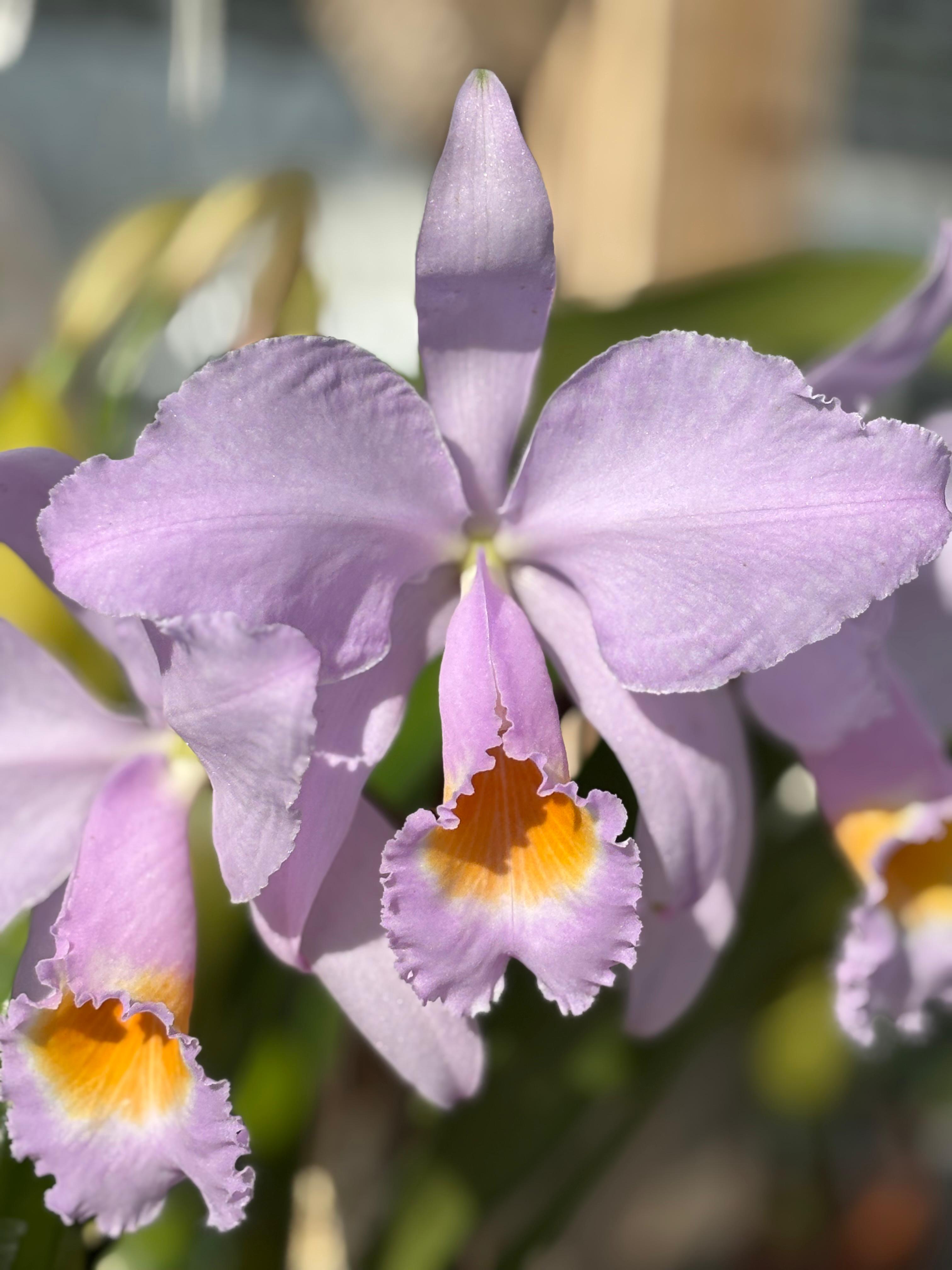 Cattleya Schroederae “Sunset Valley II”