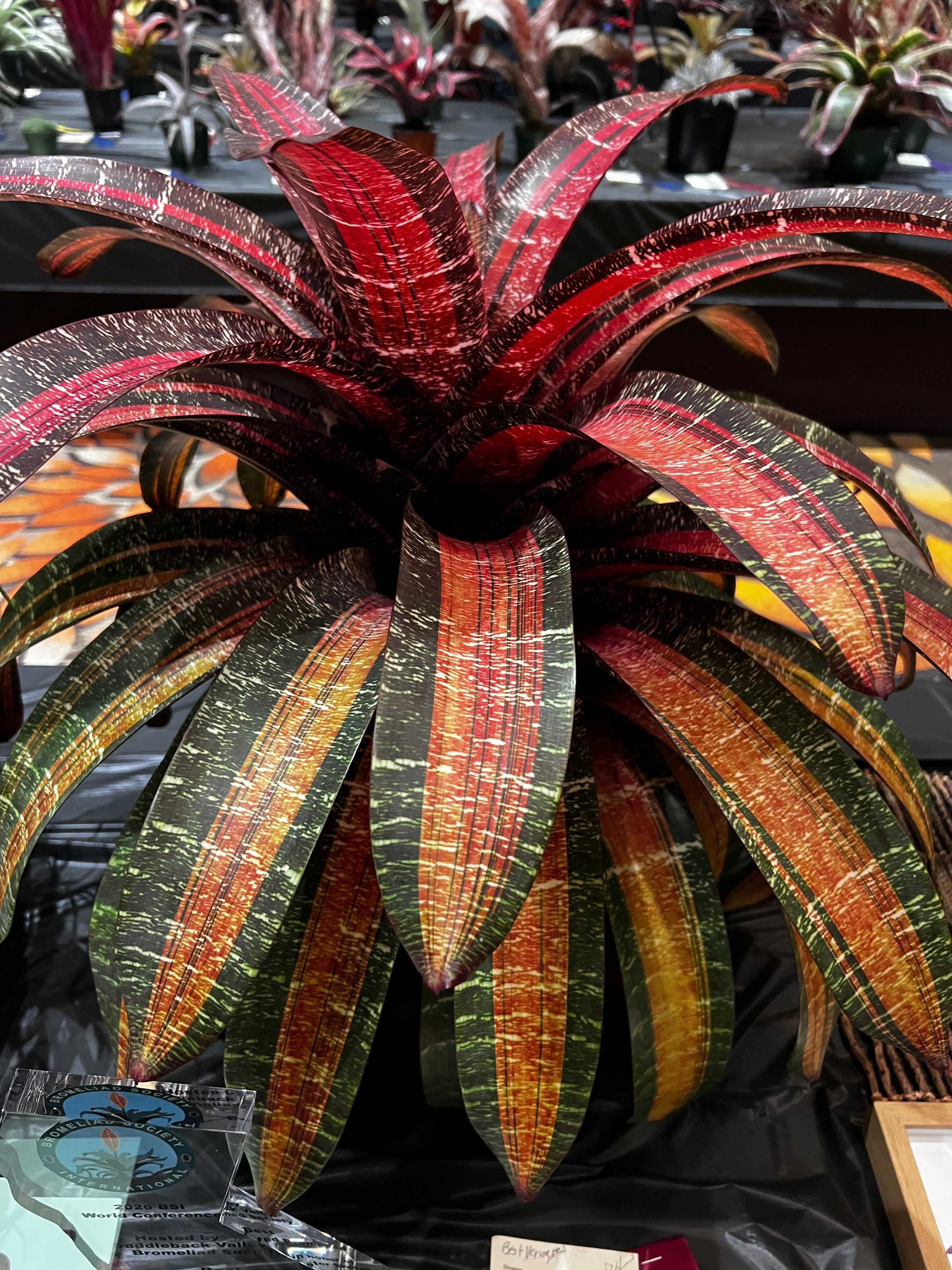 Vriesea Fosteriana “Shazaam”