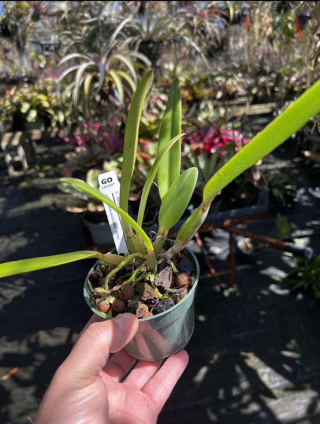 Cattleya Lueddemanniana Ingle X Anne