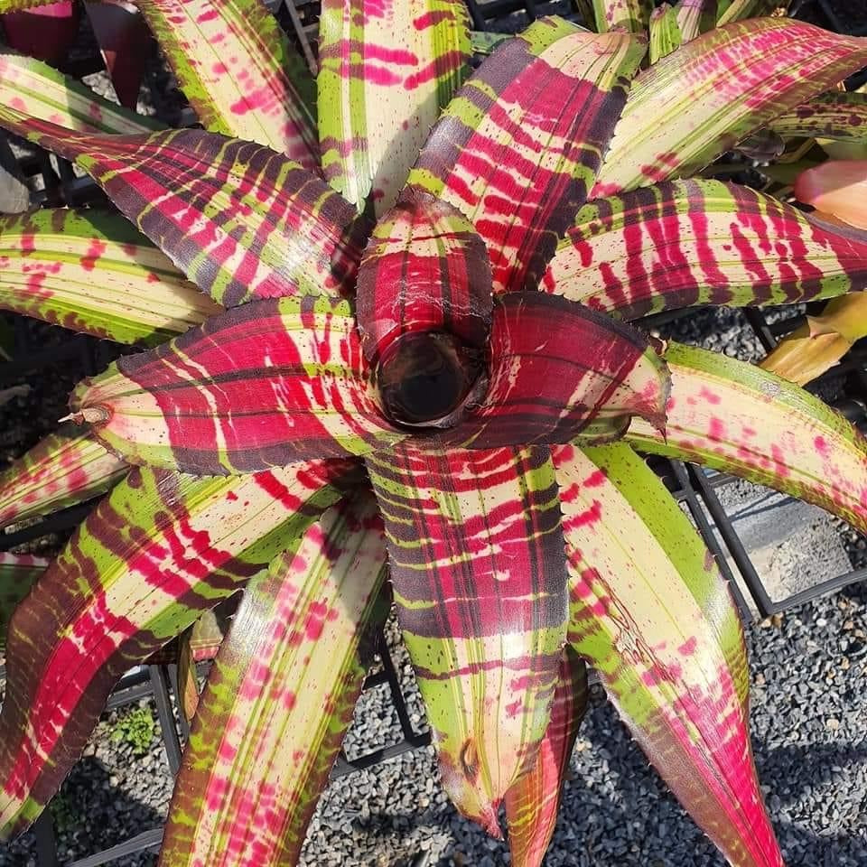Neoregelia Freakout “Skotak” VERY RARE !!