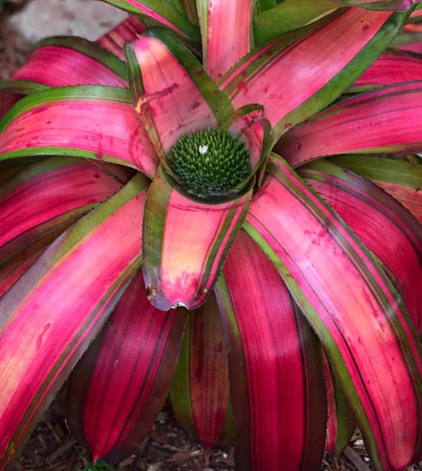 Neoregelia Red Dog "Coleman"