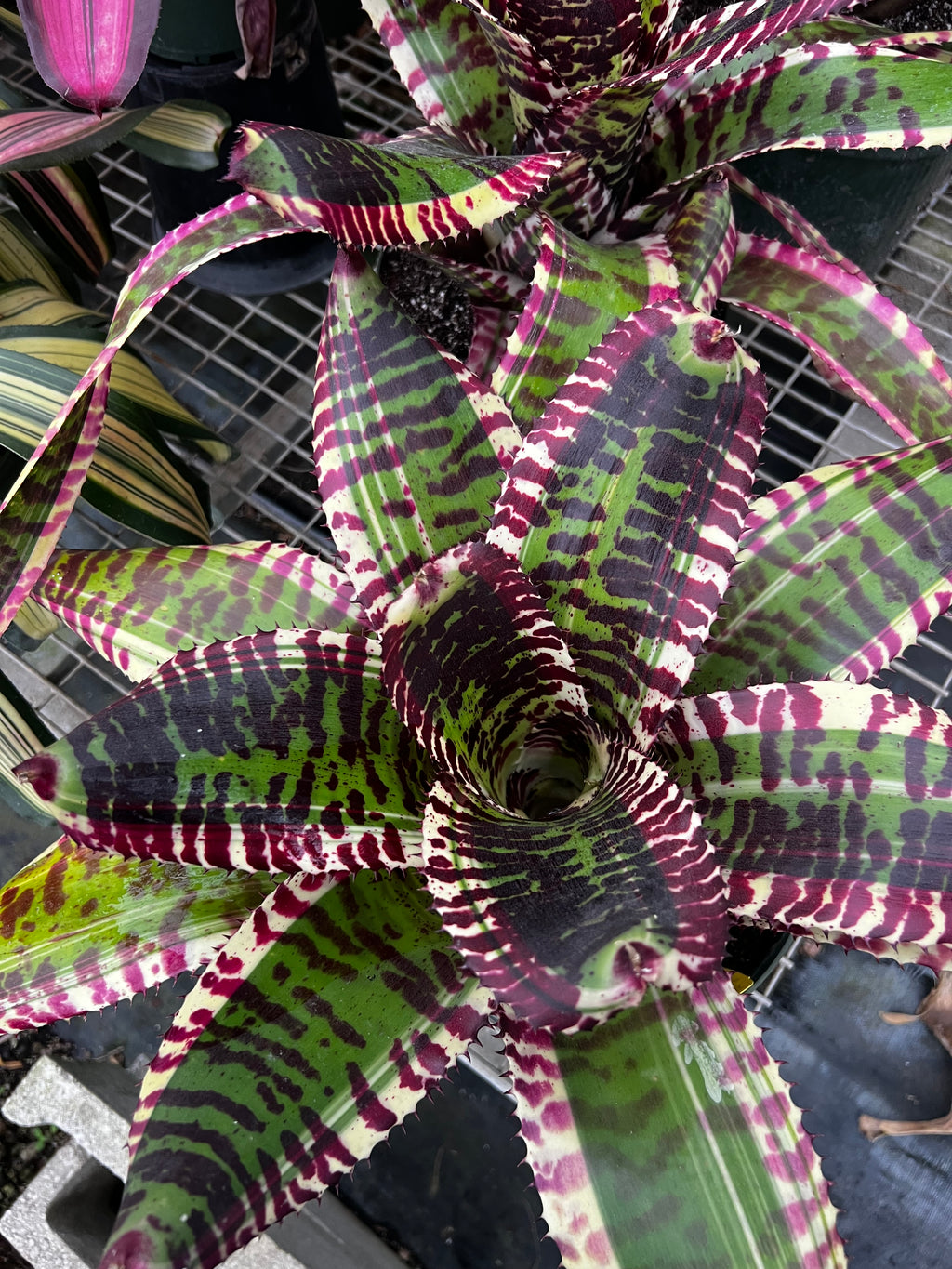 Neoregelia Titan “Skotak”