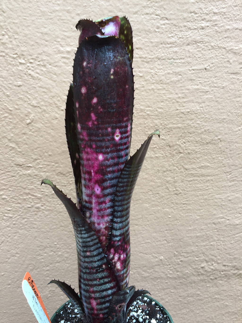 Billbergia Darth Vader