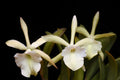 Rhycholaelia Glauca “Orchid Eros”