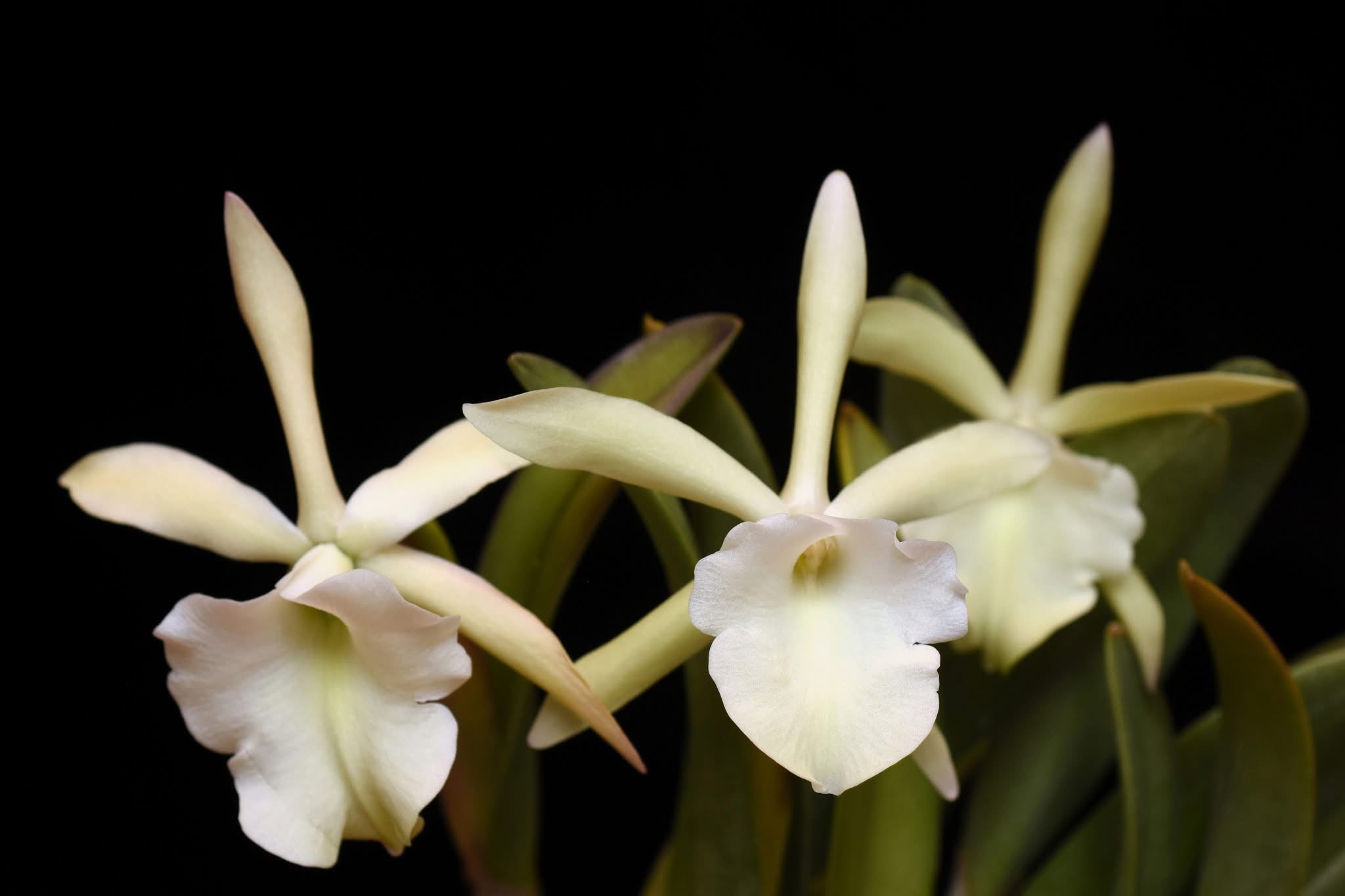 Rhycholaelia Glauca “Orchid Eros”