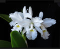 Cattleya Warscewiczii Alba