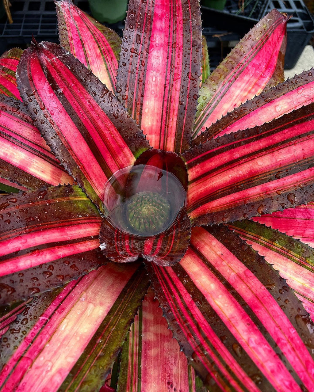Neoregelia Atomic Blast