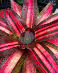 Neoregelia Atomic Blast