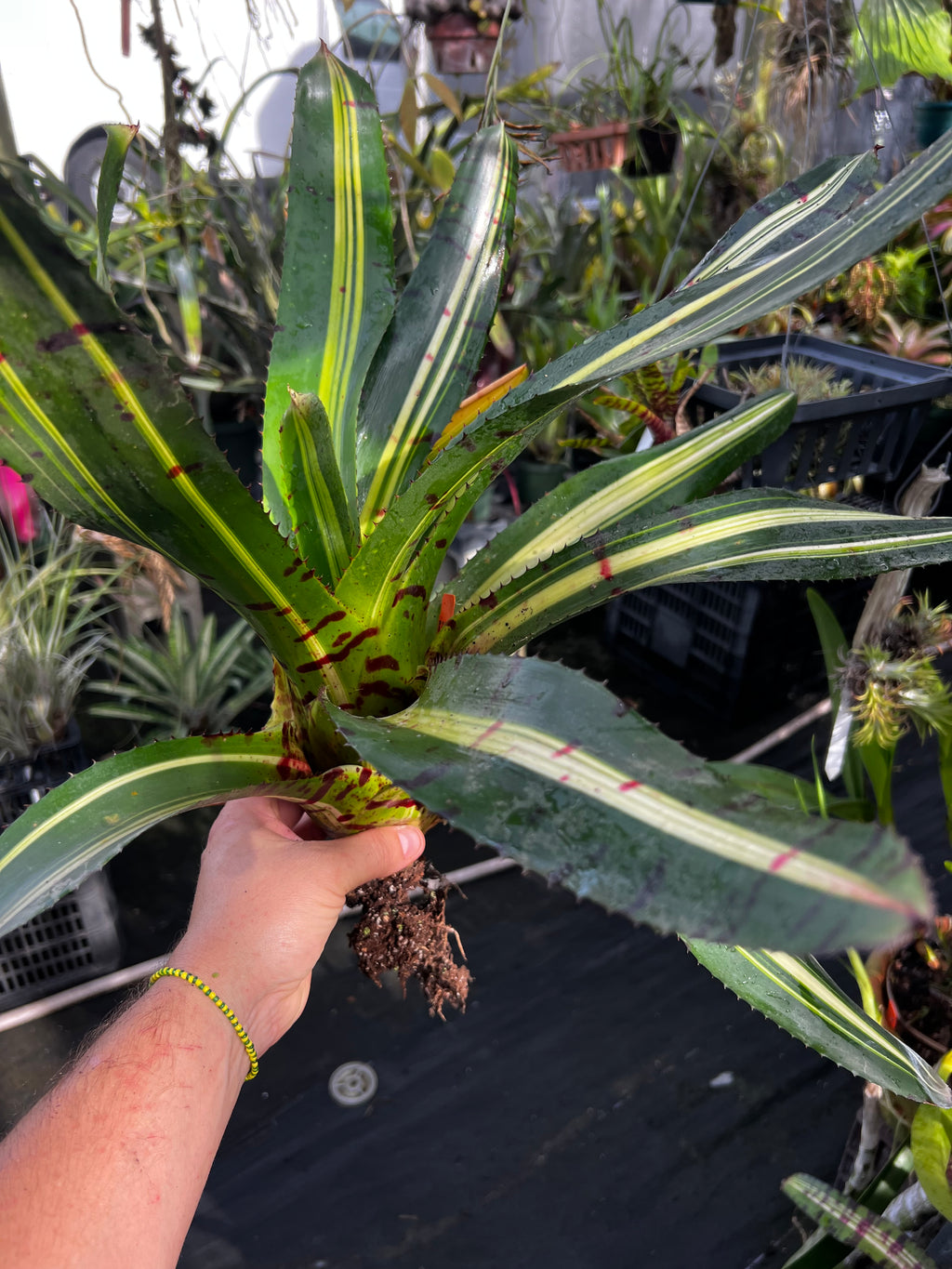 Neoregelia T-Rex "Skotak"