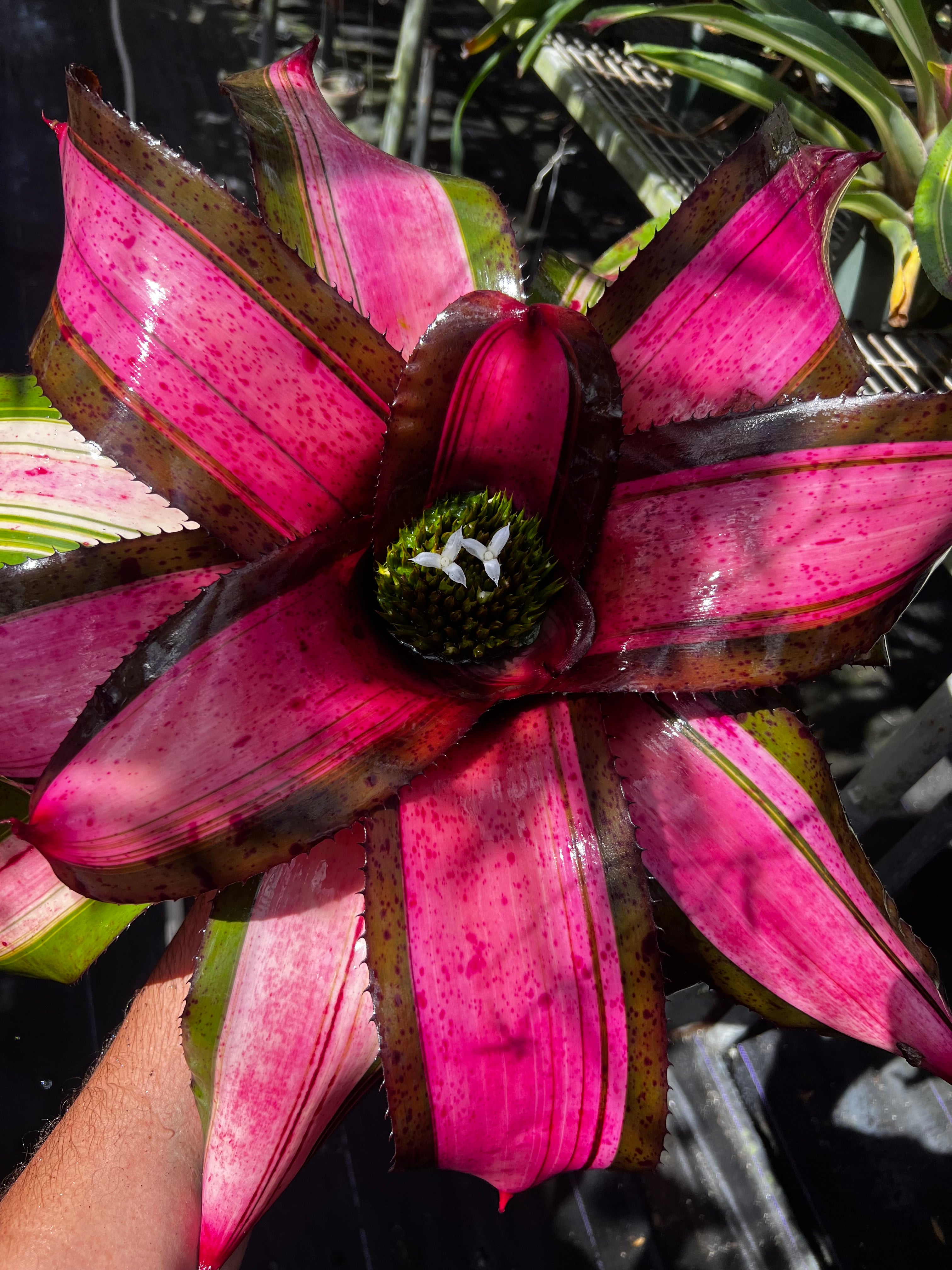 Neoregelia Hot Cargo "Skotak"
