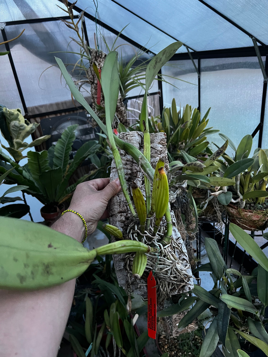 Cattleya Rex