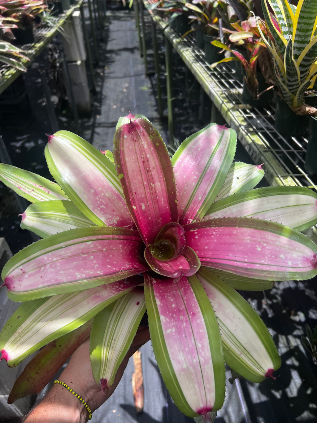 Neoregelia Bellos Magic “2026 NEW FIRST RELEASE”