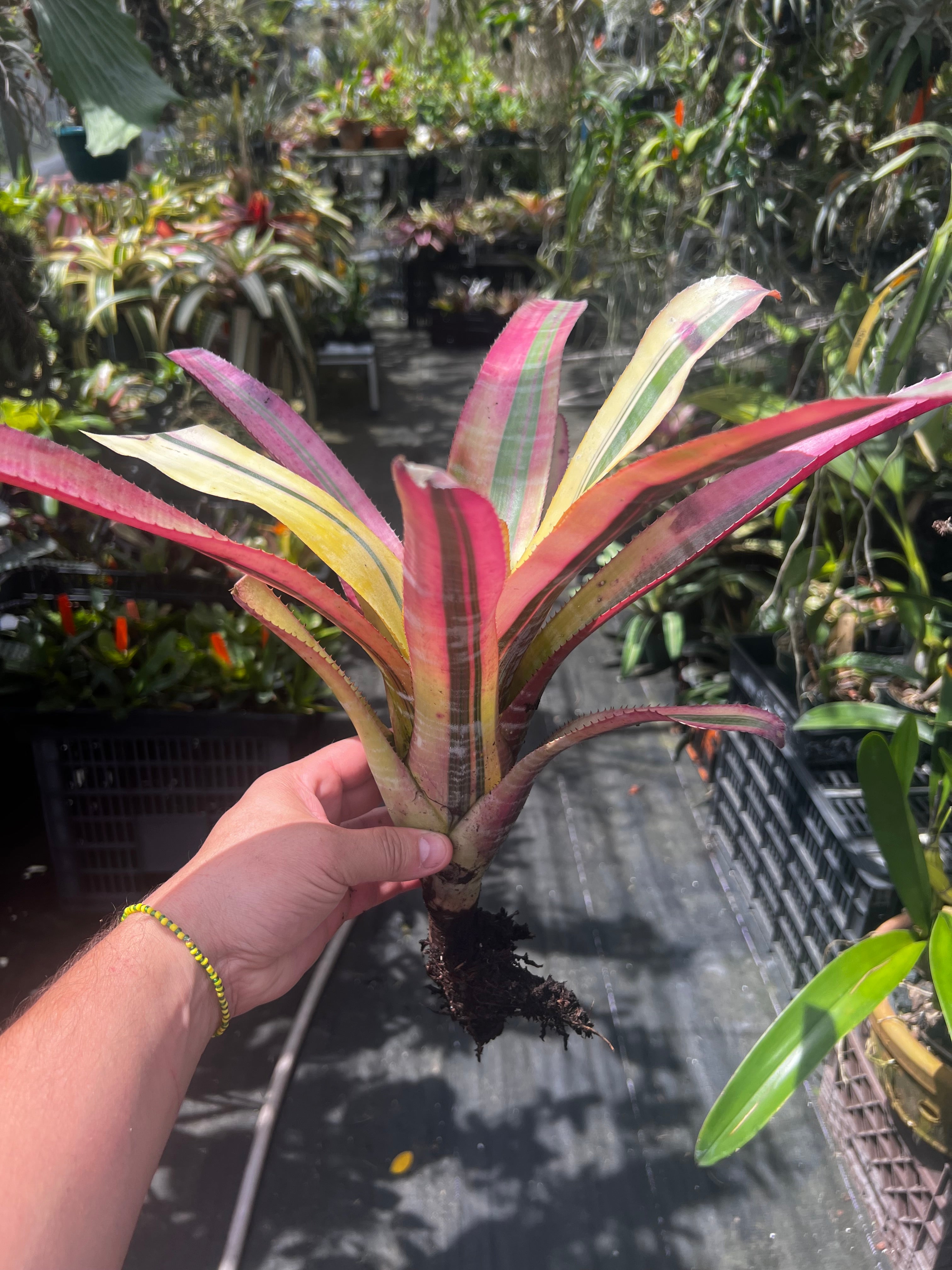 Aechmea Miami Fire