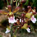 Eulophia Petersii