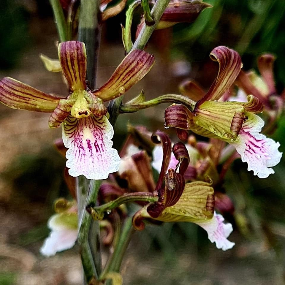 Eulophia Petersii