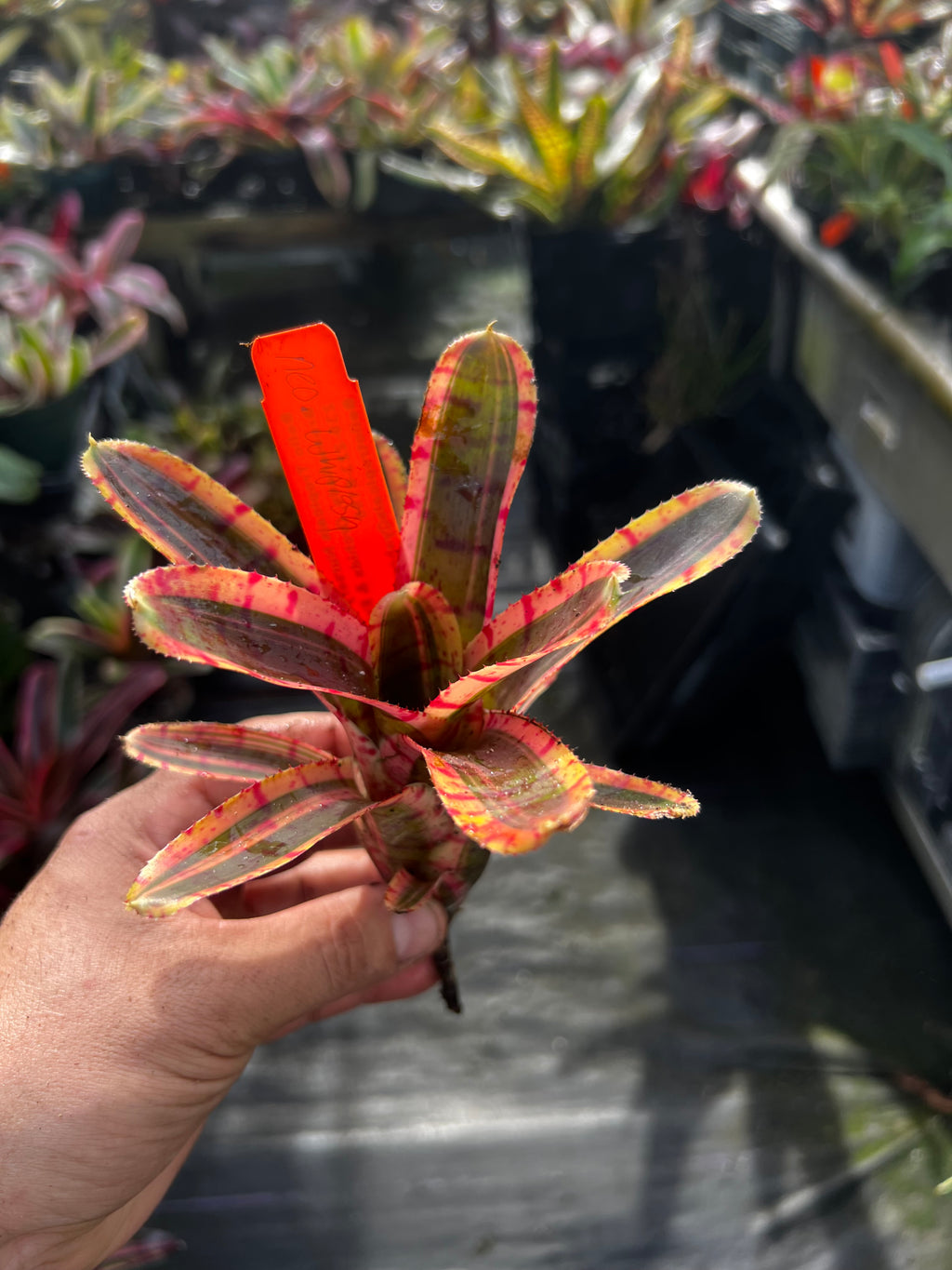 Neoregelia Whiplash "Skotak"
