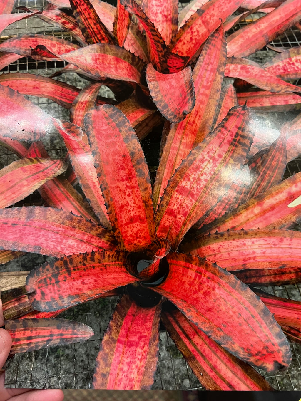 Neoregelia Jolt “Skotak”