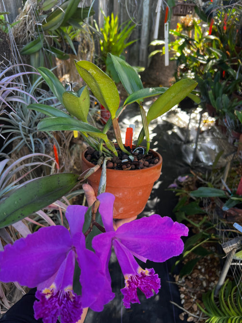 Cattleya Lueddemanniana Rubra