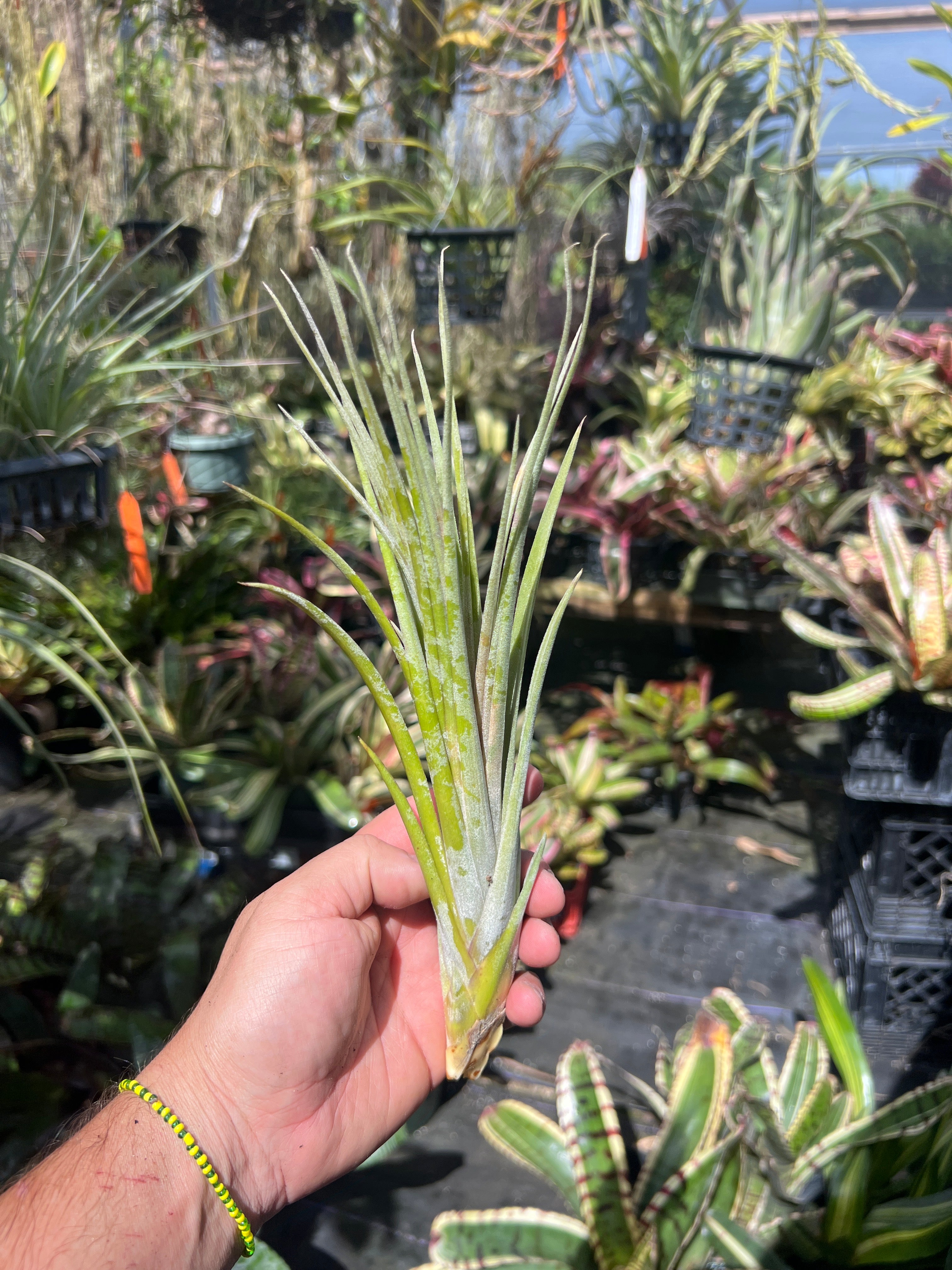 Tillandsia Ionantha Snake