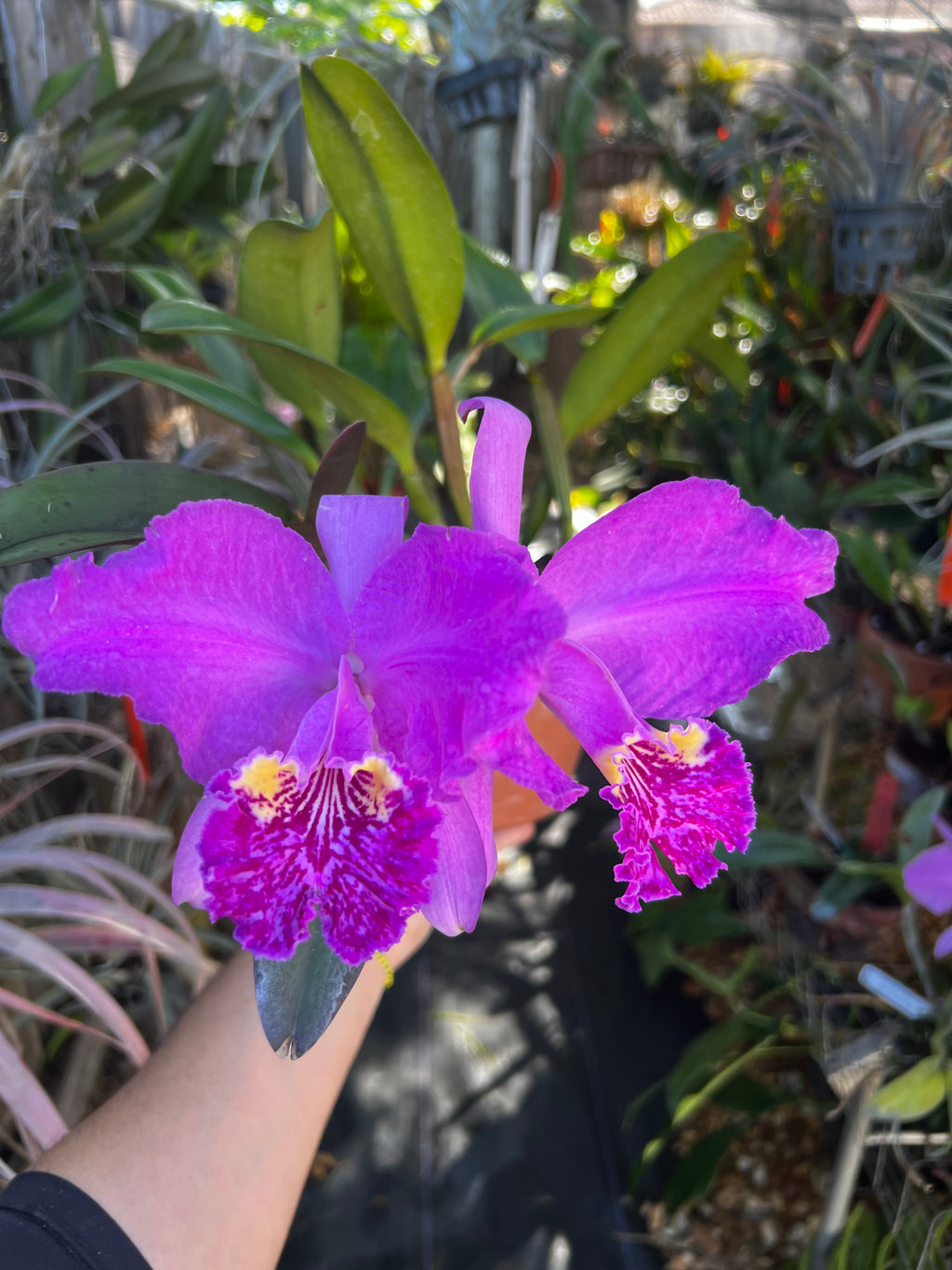 Cattleya Lueddemanniana Rubra