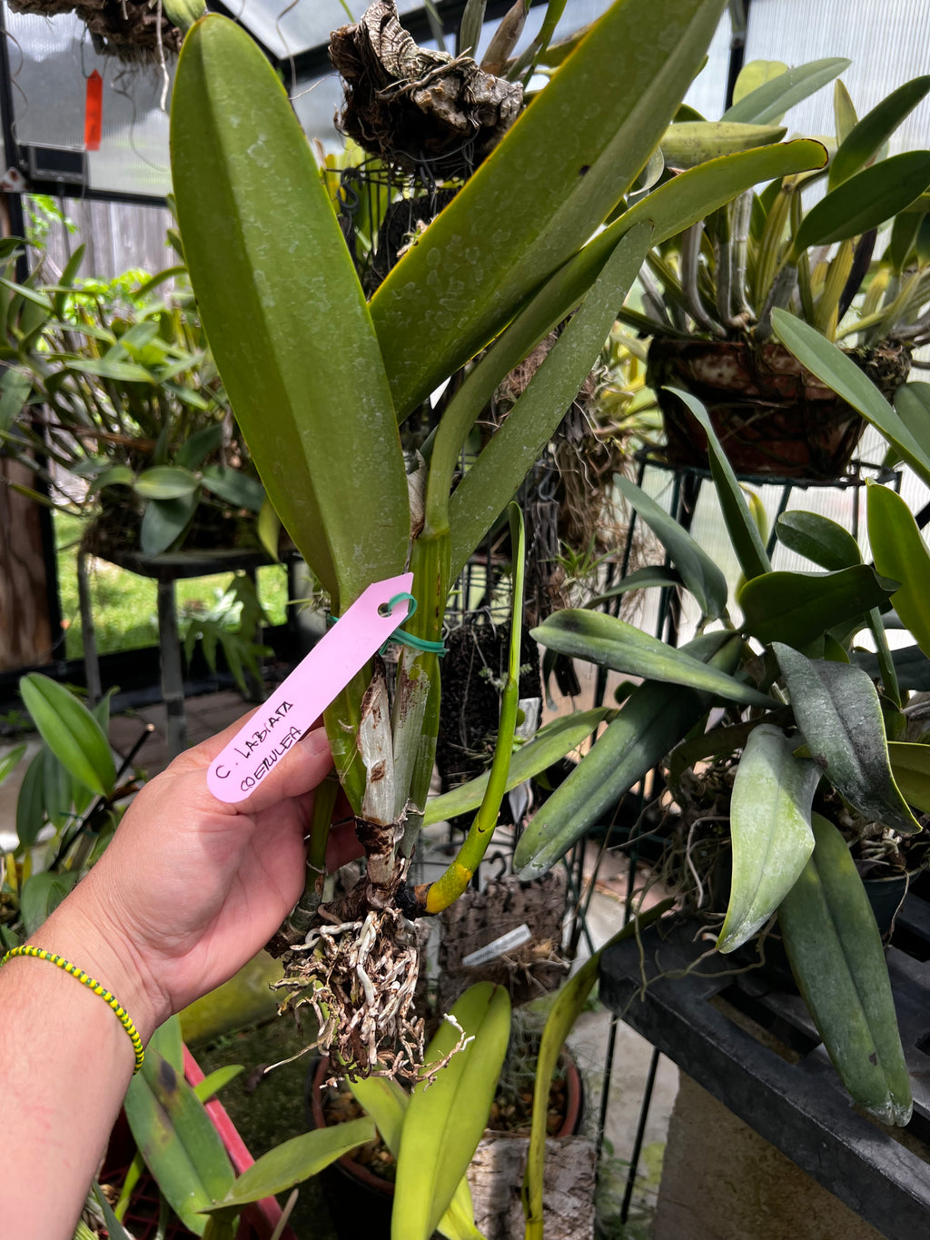 Cattleya Labiata “Coerulea”