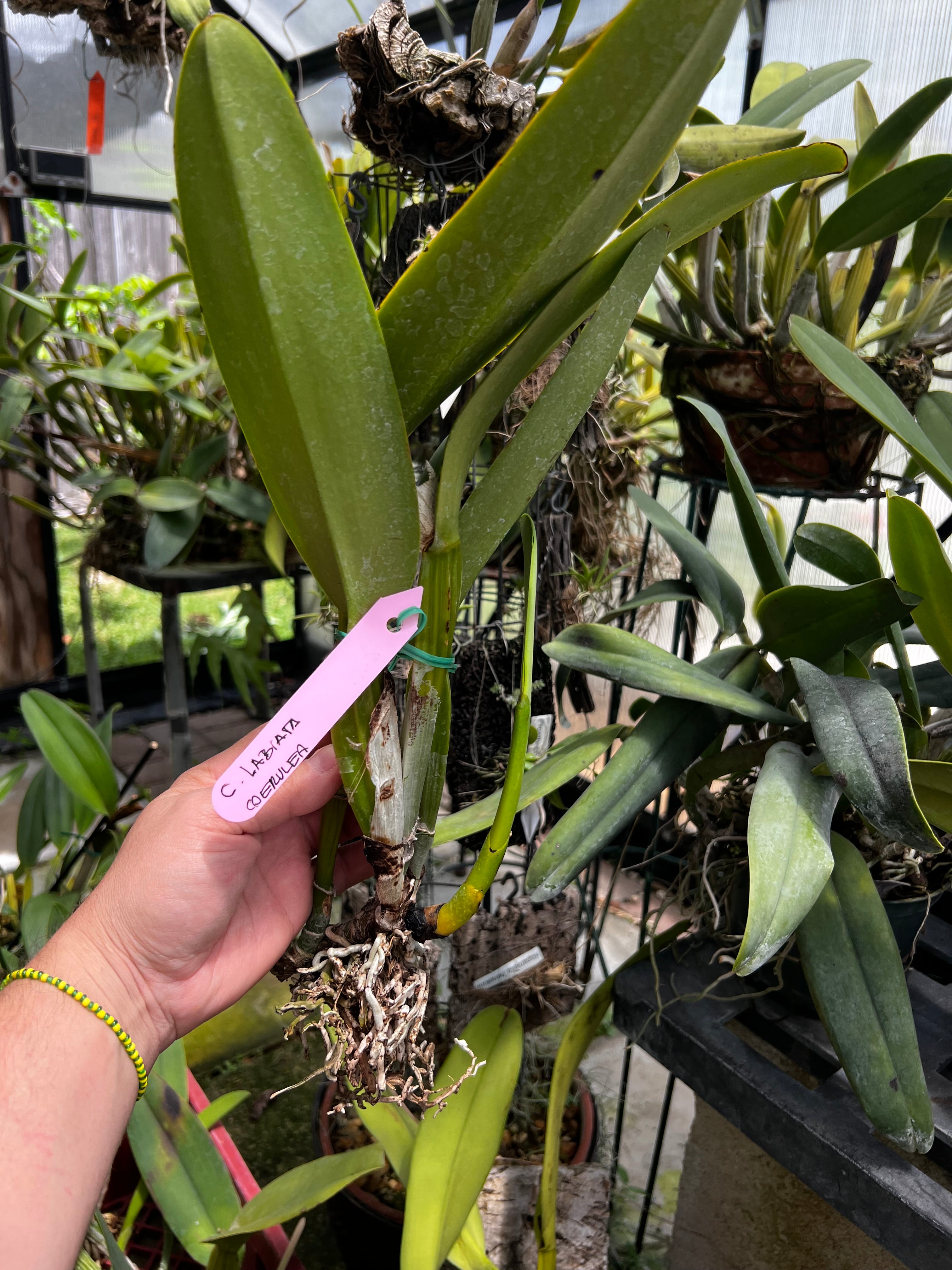 Cattleya Labiata “Coerulea”