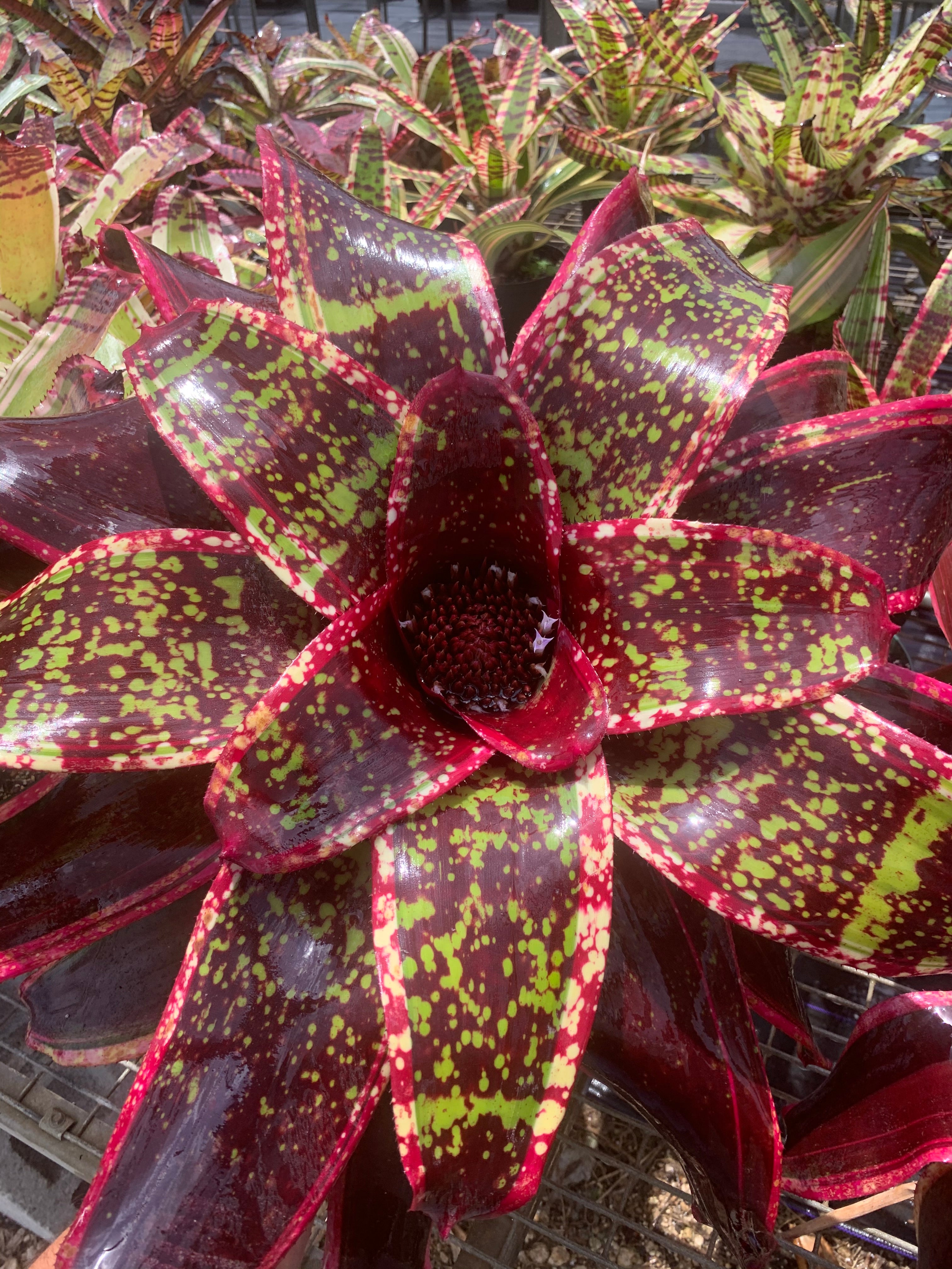 Neoregelia Majestic Beauty "Skotak"