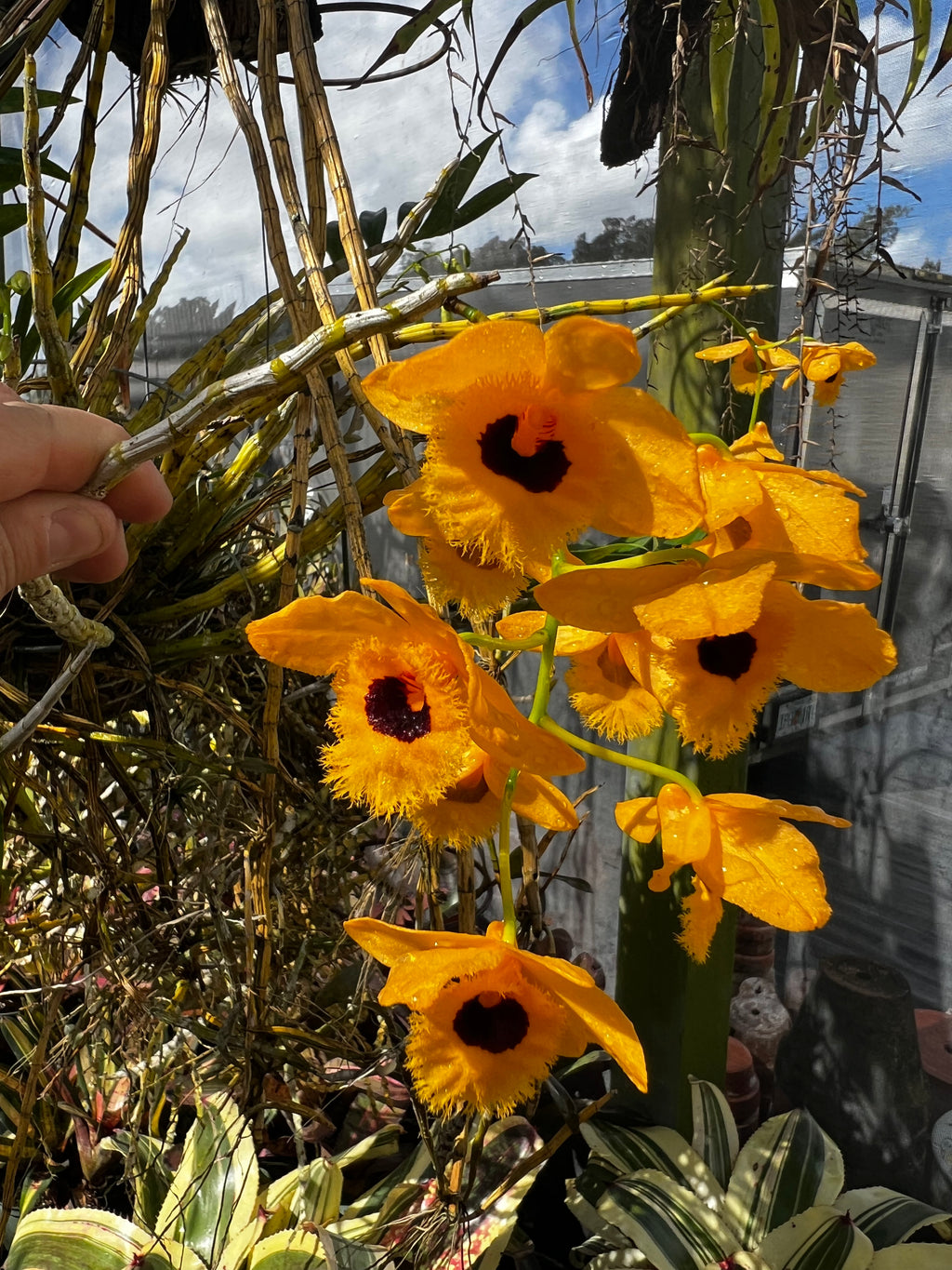 Dendrobium Fimbriatum