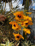 Dendrobium Fimbriatum