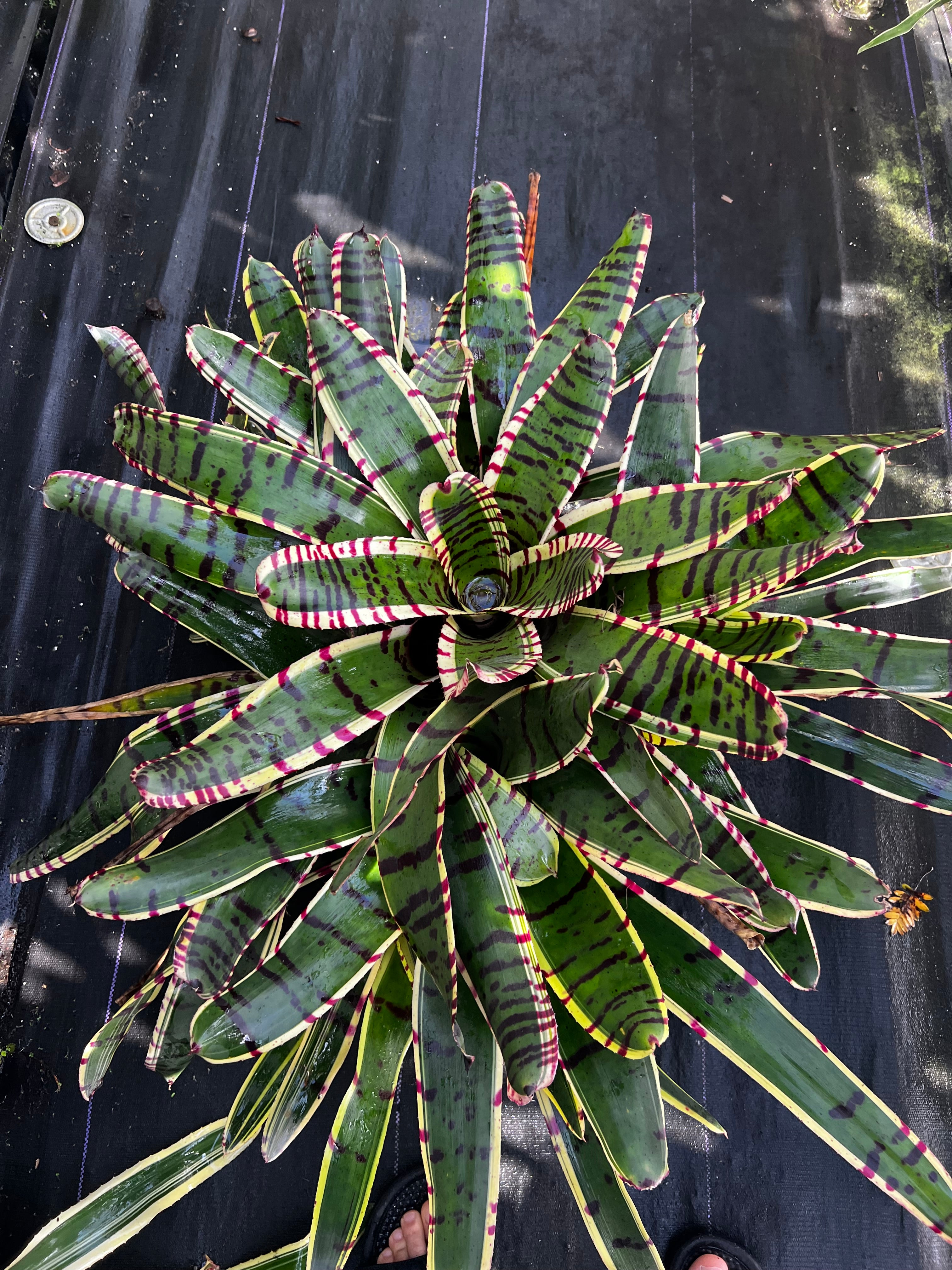 Neoregelia Band-Width "Skotak"
