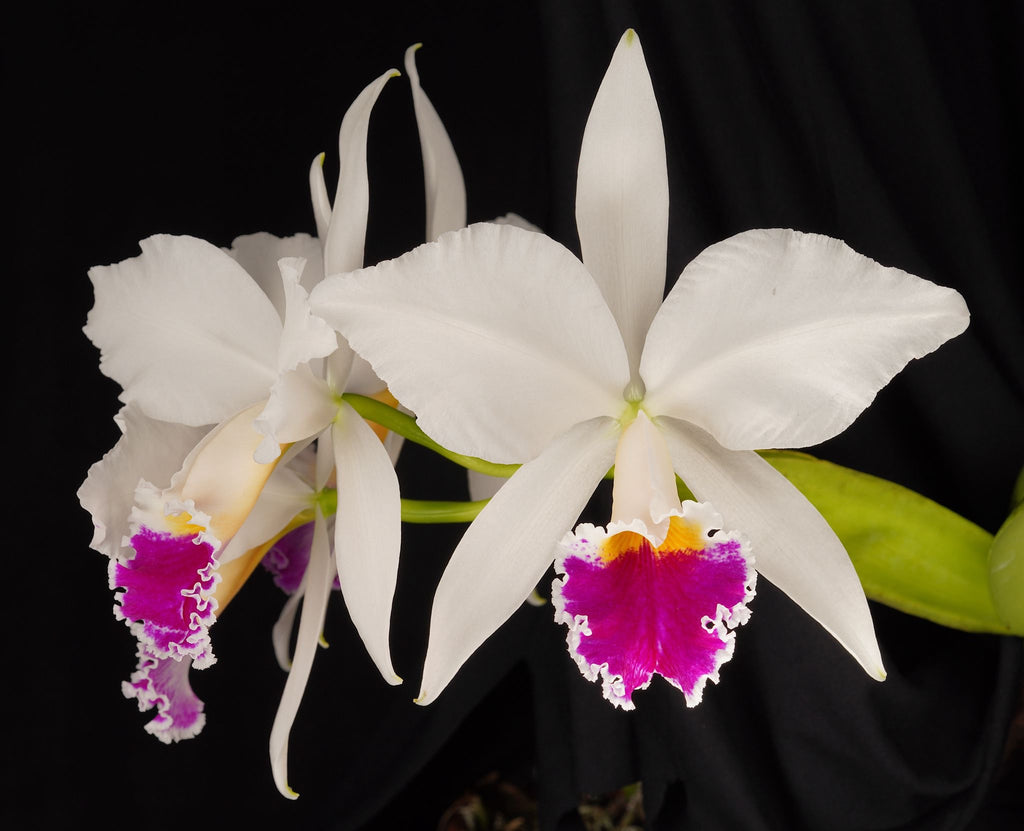 Cattleya Jenmanii s/a Canaima’s Showtime AM/AOS