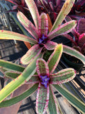 Neoregelia. Fire In The Hole "Skotak"