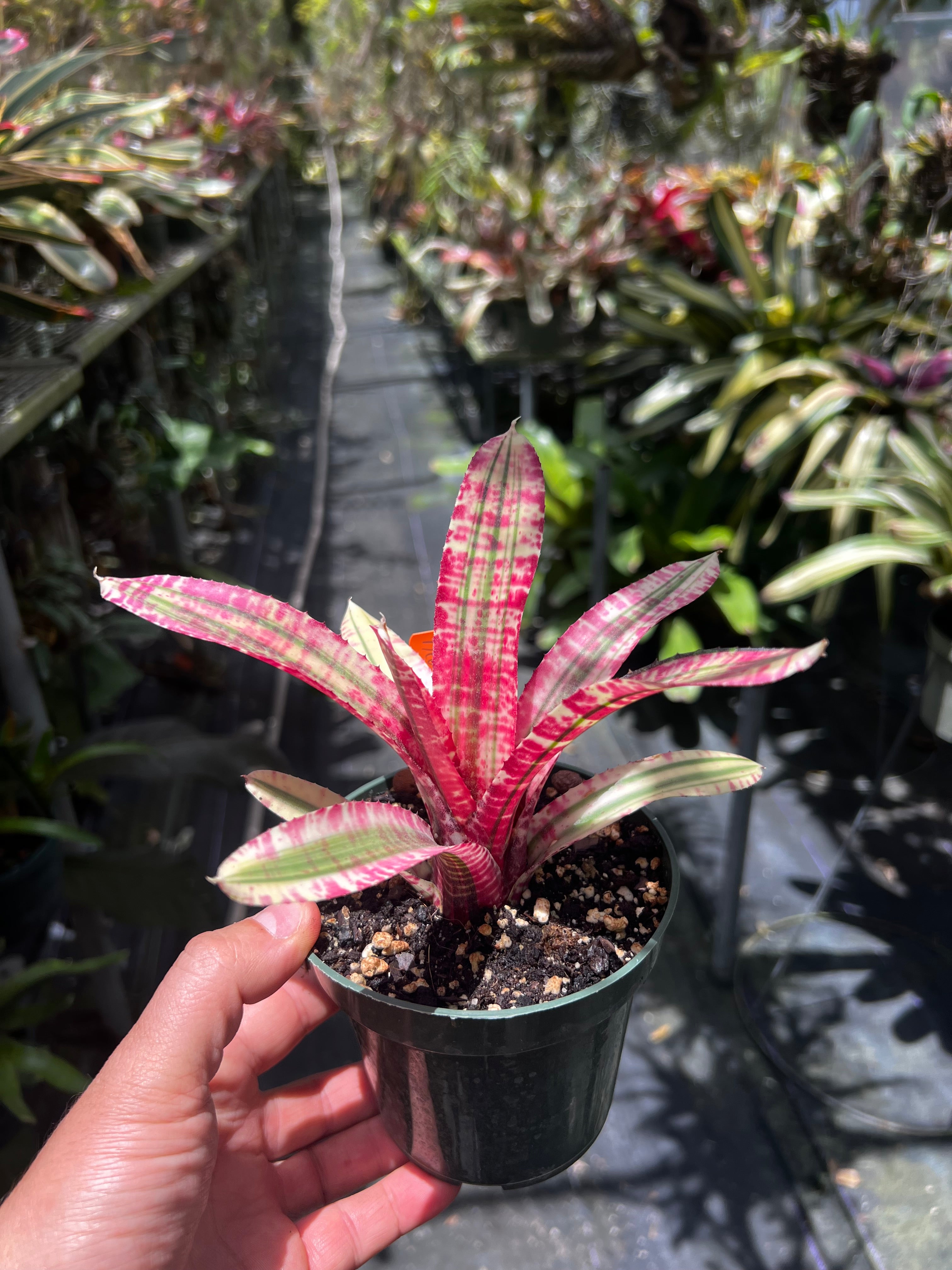 Neoregelia Shenanigans "Skotak"
