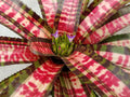 Neoregelia Frenzy "Skotak"