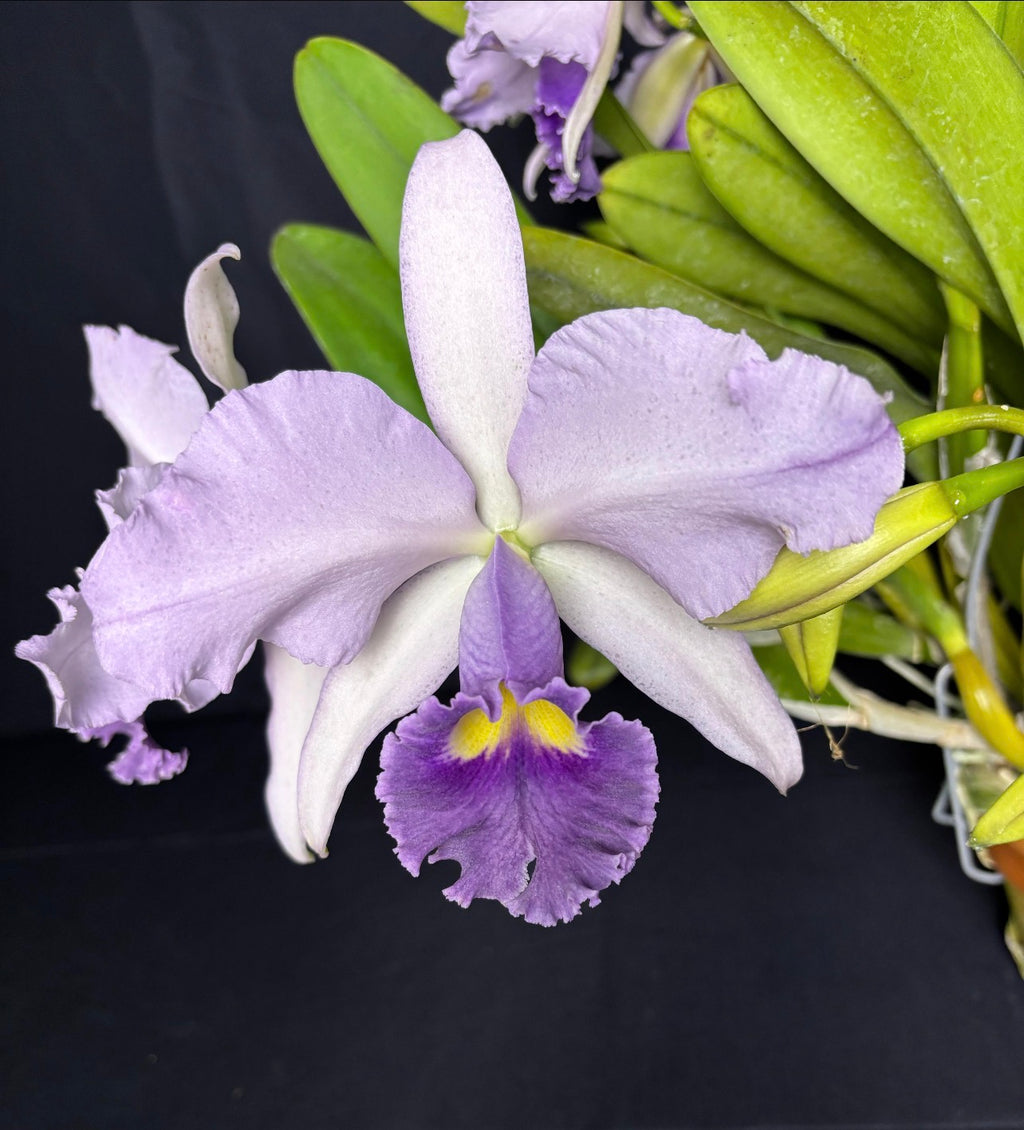 Cattleya Canaimas “Gisela”