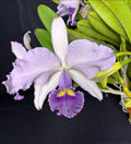 Cattleya Canaimas “Gisela”