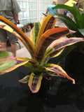 Aechmea Miami Heat