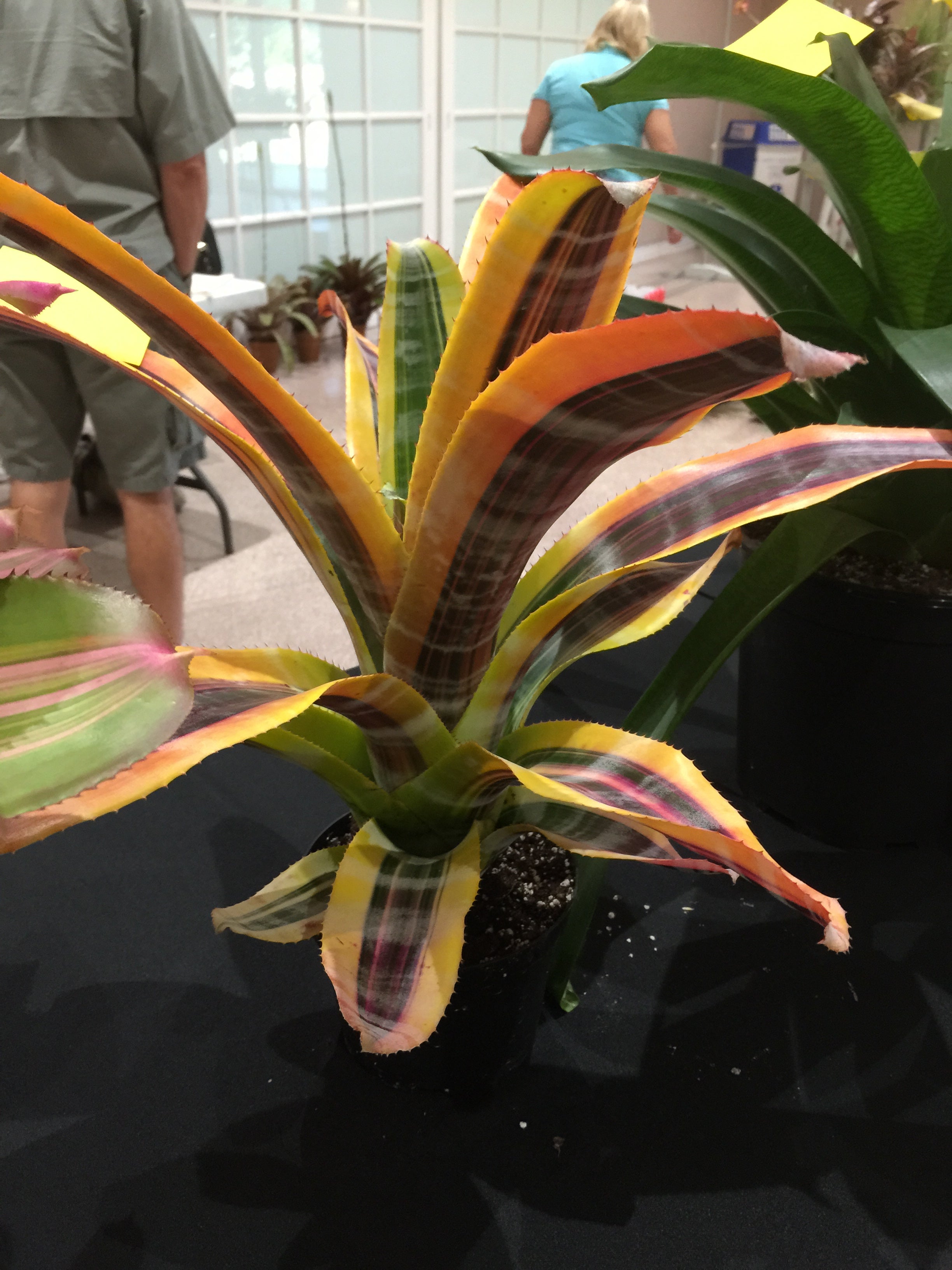 Aechmea Miami Heat