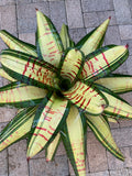 Neoregelia Scarface