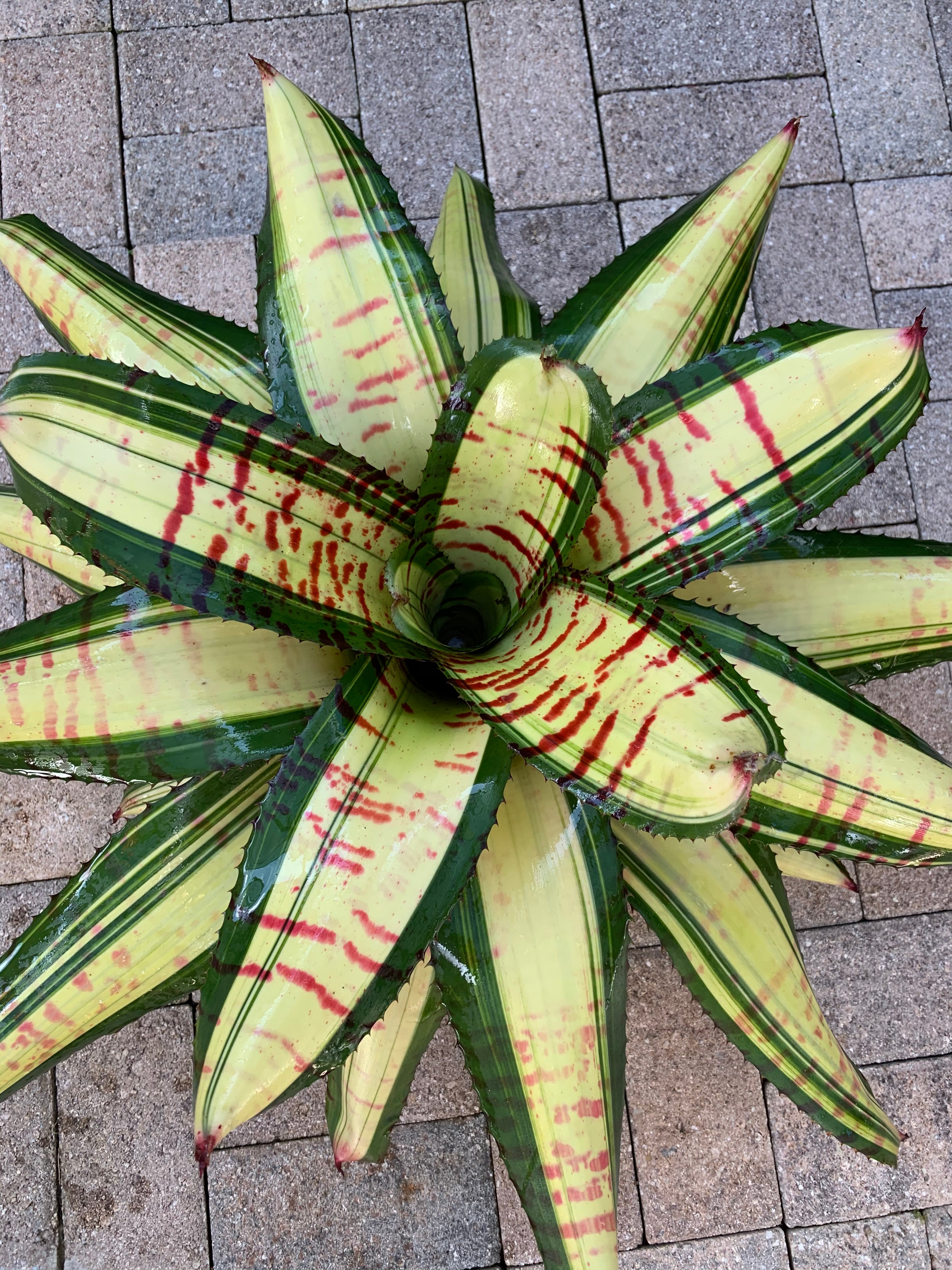Neoregelia Scarface