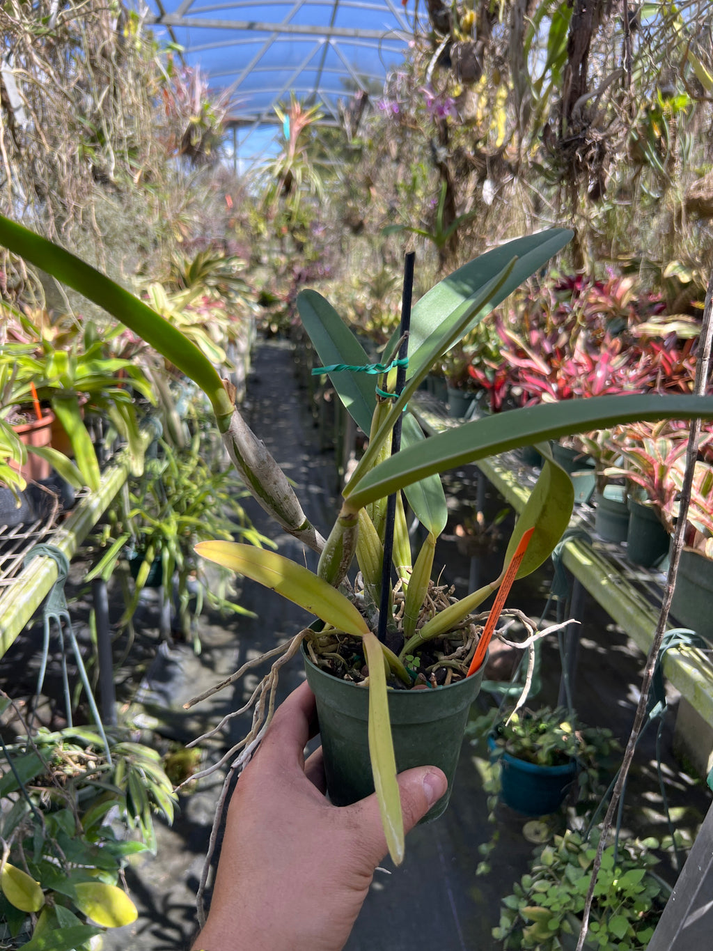 Cattleya Lueddemanniana Coerulea