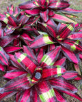 Neoregelia Fire Bomb “Skotak”
