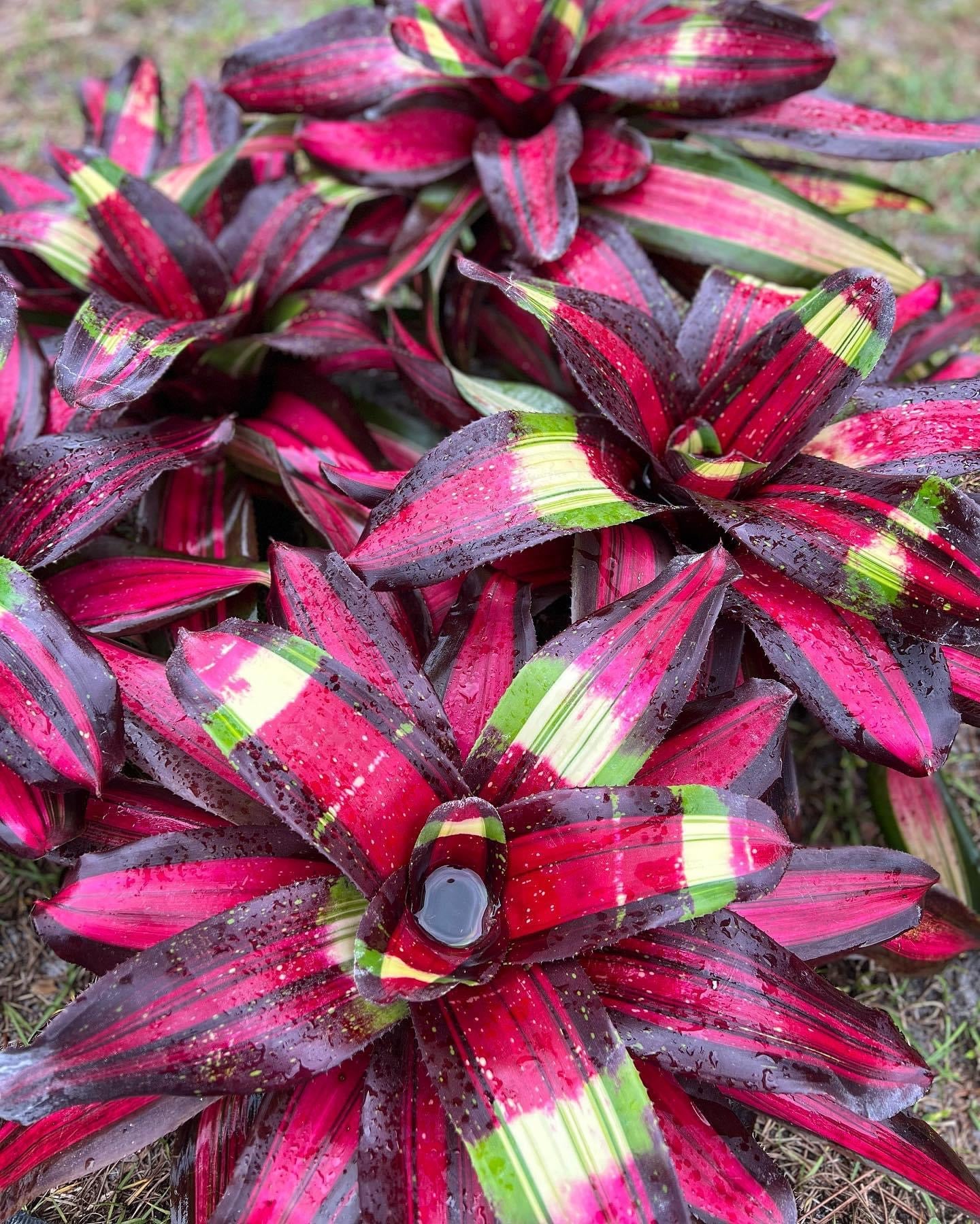 Neoregelia Fire Bomb “Skotak”