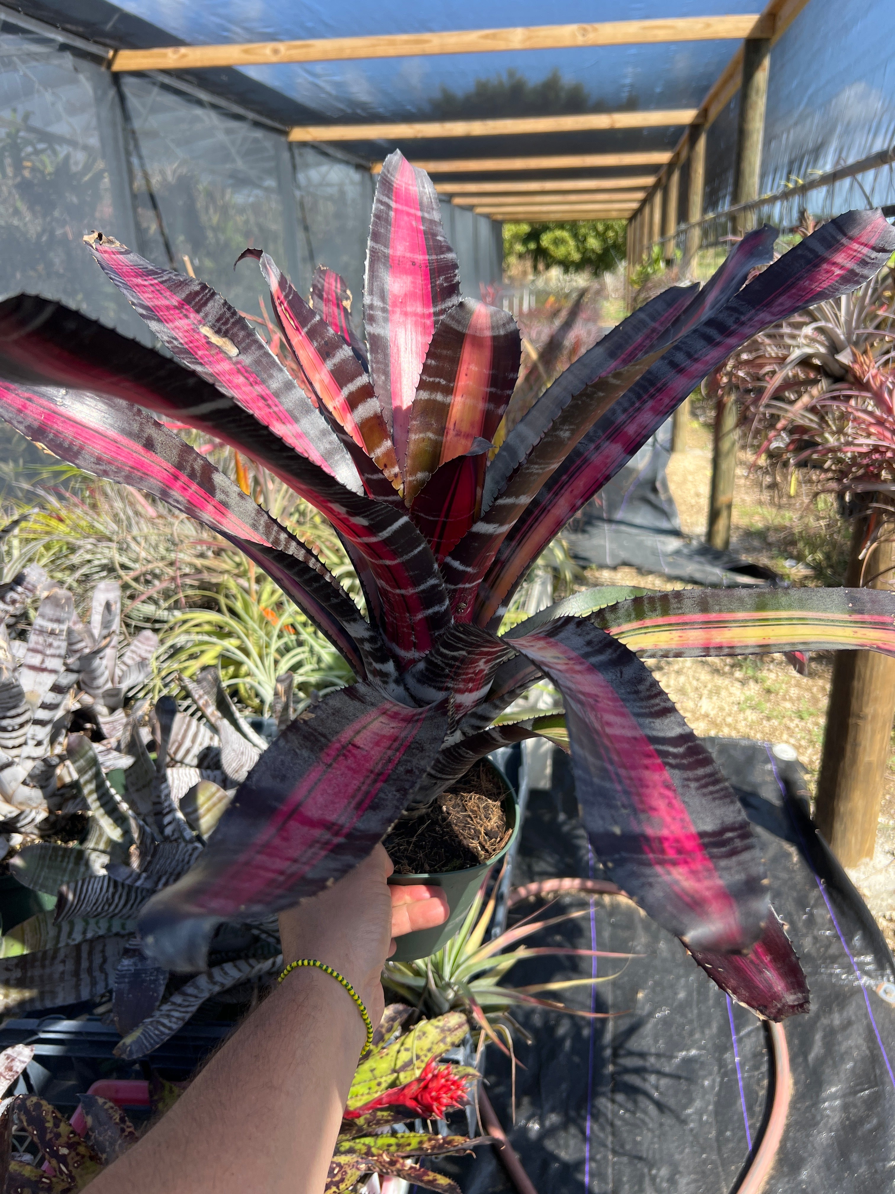 Aechmea Roberto Menescal “Skotak” – Bello Tropicals Nursery