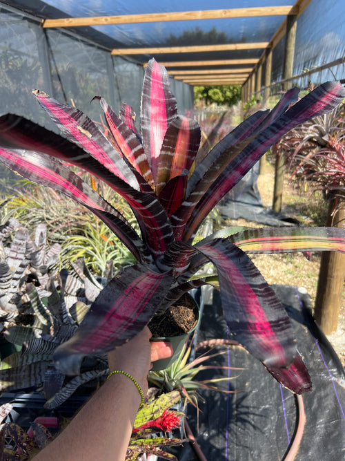 Aechmea Roberto Menescal “Skotak”