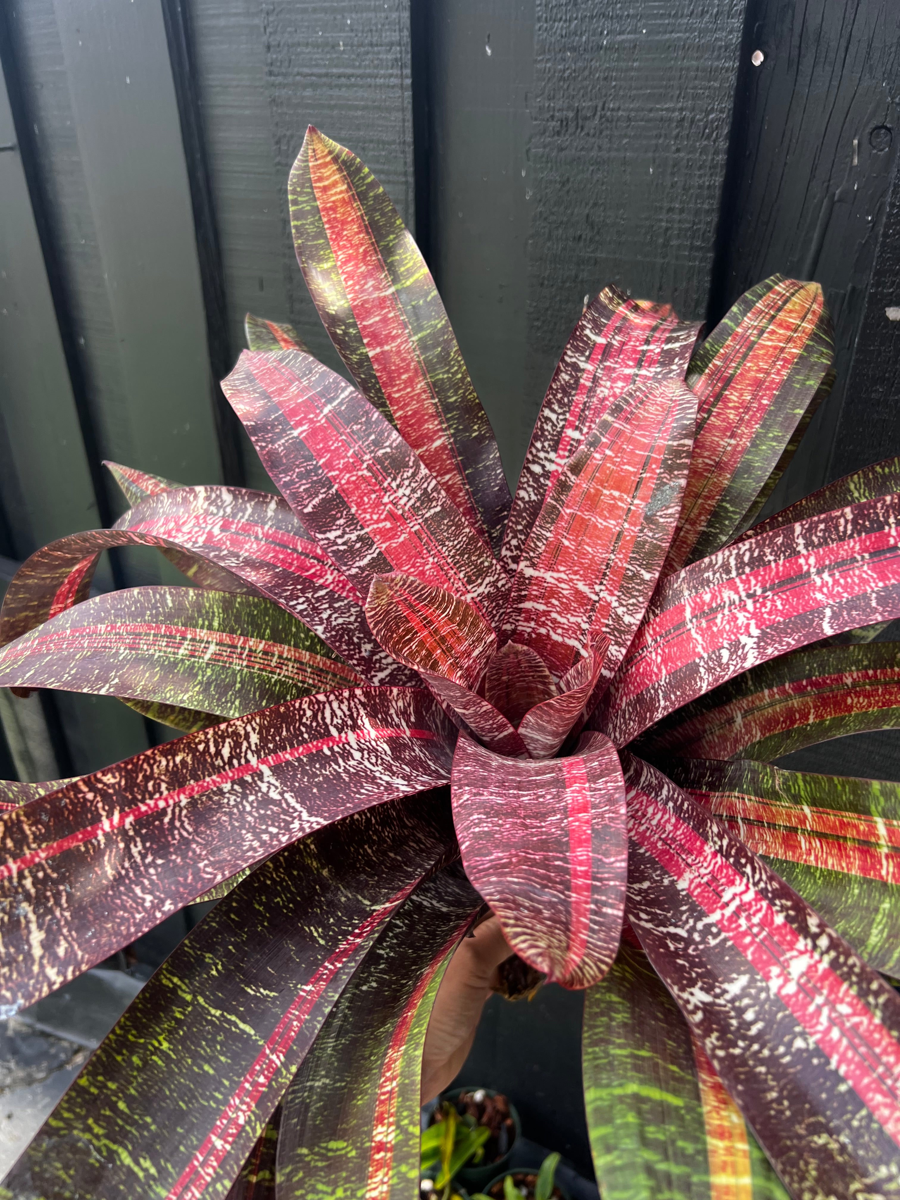 Vriesea Fosteriana “Shazaam”